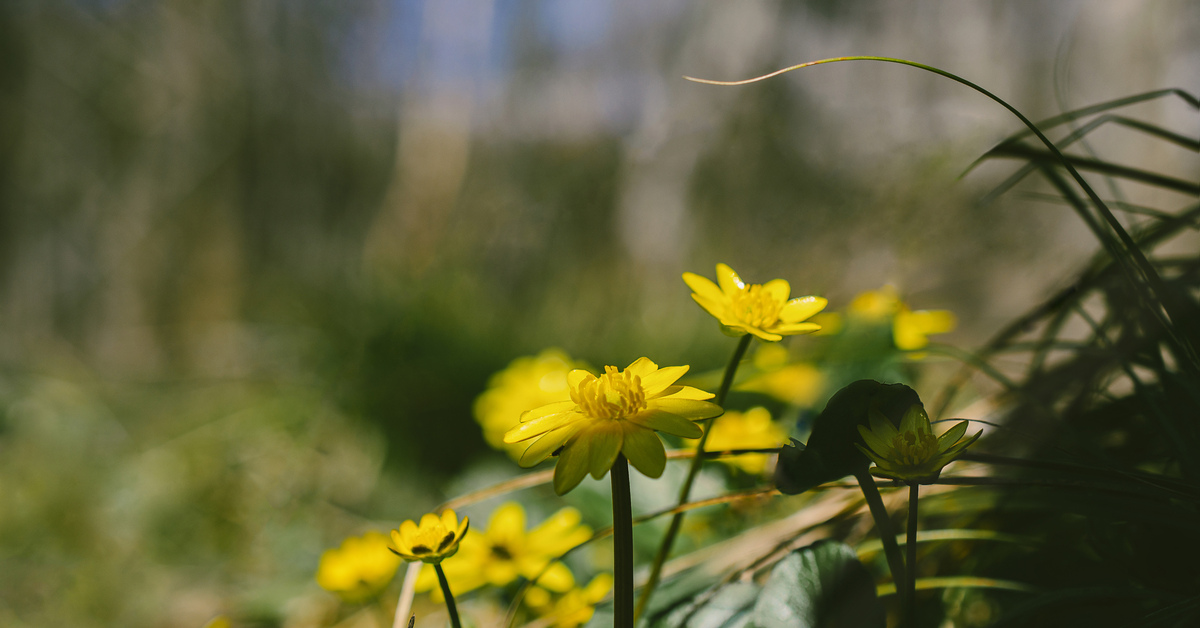 Почему Лютик на английском Buttercup