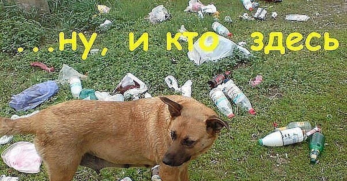 Убери какашки. Собака нагадила. Человек убирает за собакой прикол.