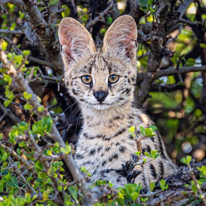 Юный сервал