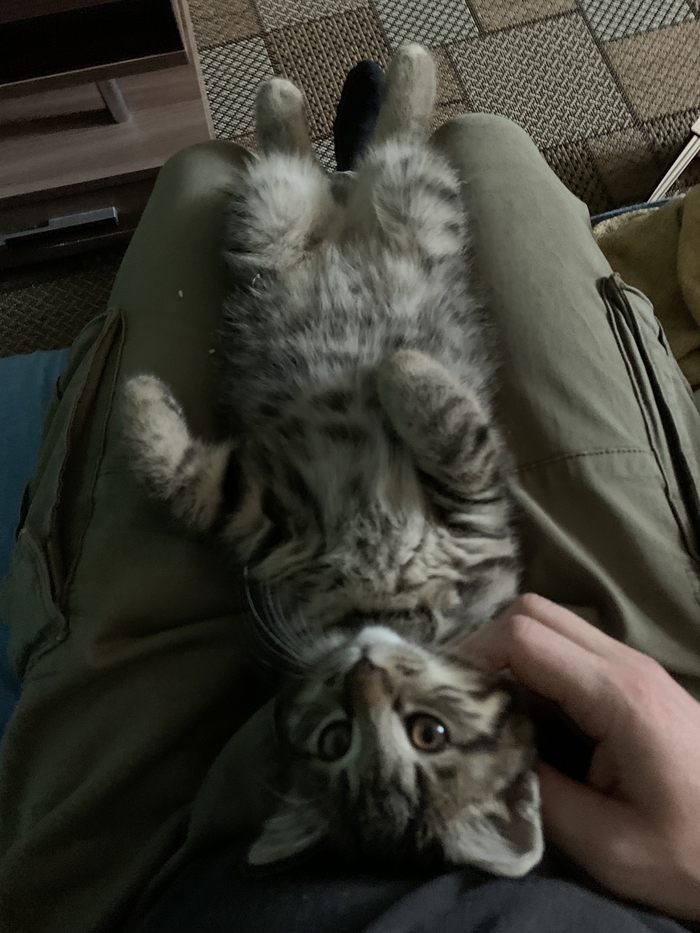 Приручения кота к унитазу | Пикабу