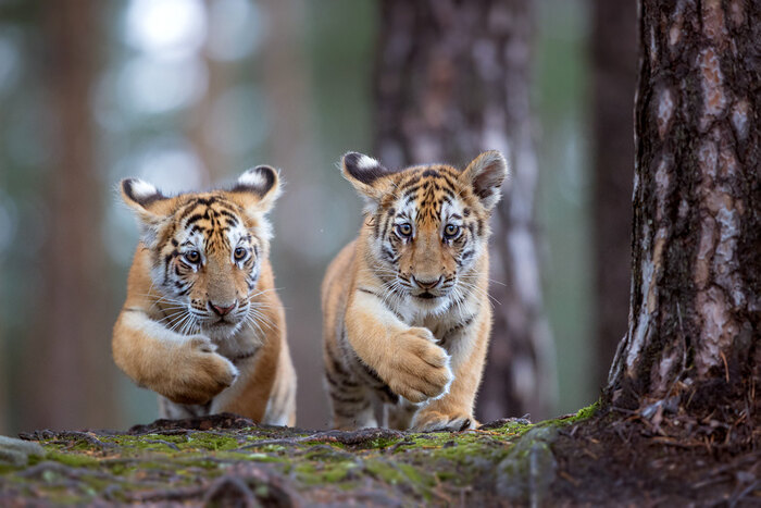 Дай, Друг, на счастье лапу мне