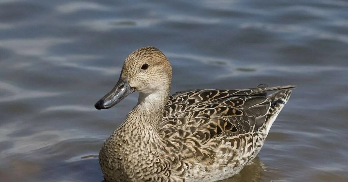 Duck. Кряква обыкновенная. Обыкновенная шилохвость. Шилохвость утка. Шилохвость самка.