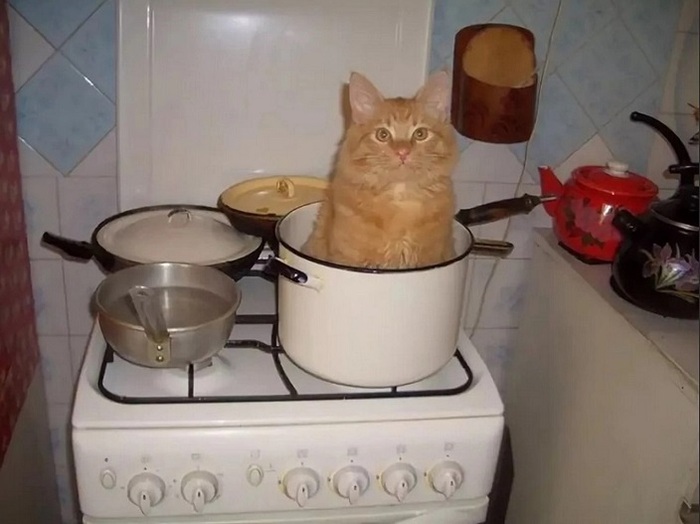 Кто суп с котом заказывал?