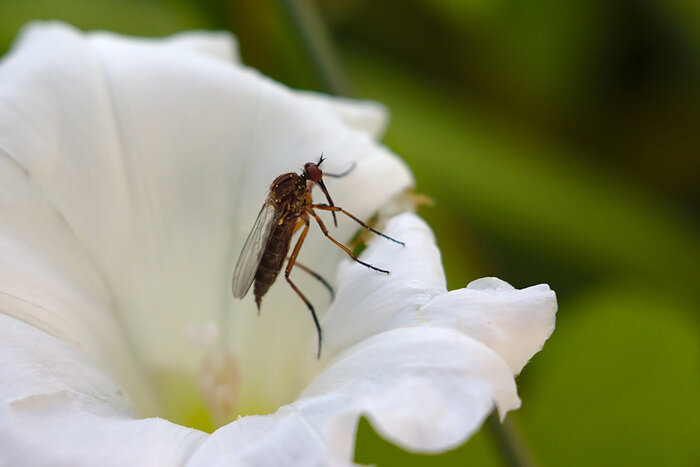 В ожидании жертвы