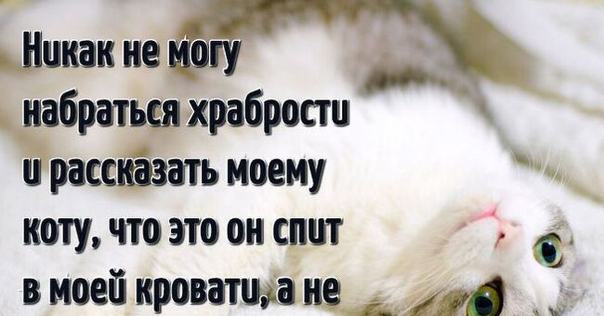 Смешные истории про котов
