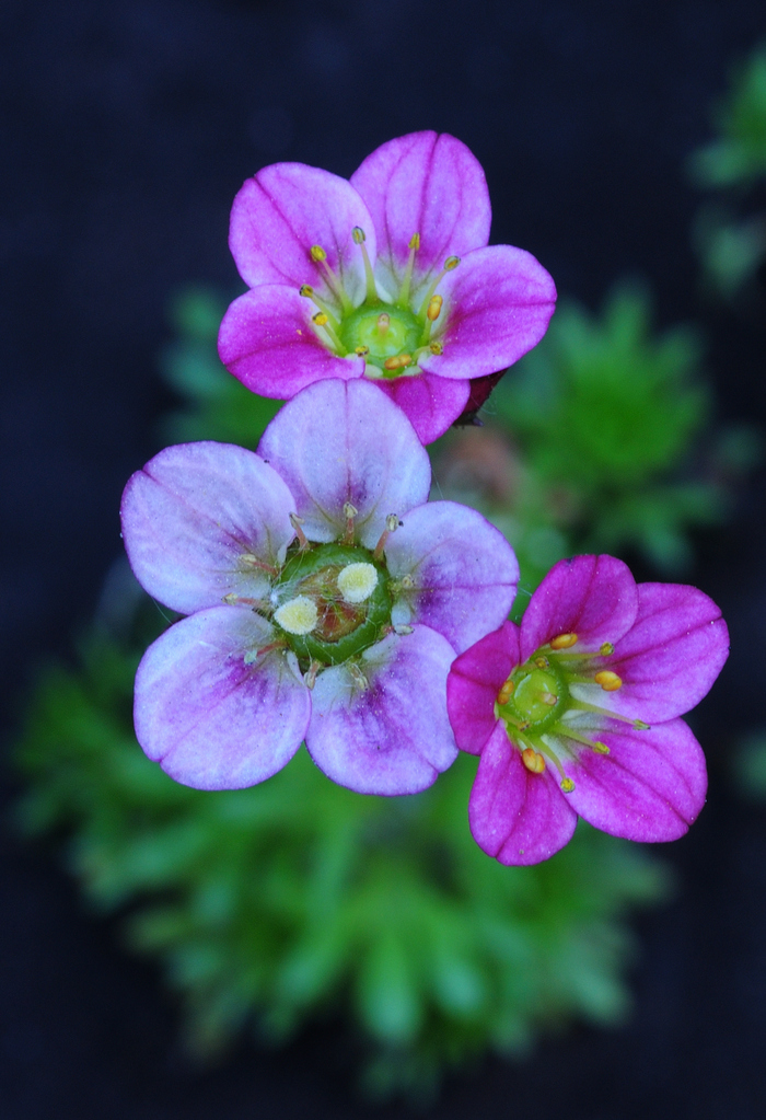     , , Nikon d90, 
