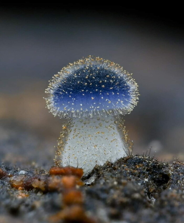  - (Stropharia caerulea) , ,  , , 