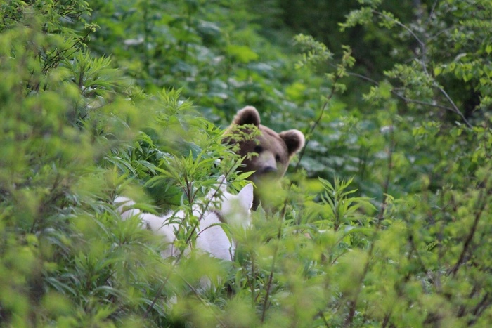 Вот так встреча!