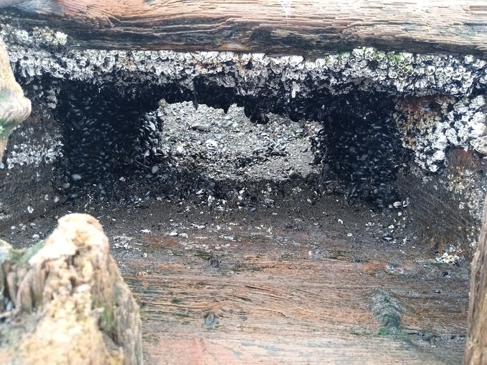 Мега отлив Отлив, Море, Камчатка, Петропавловск-Камчатский, Мидии, Длиннопост