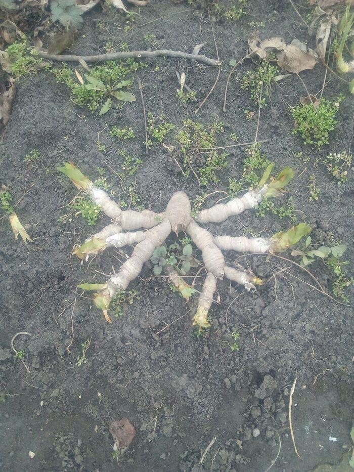 Осьминожек