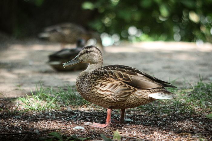 Улыбчивые утки | Пикабу