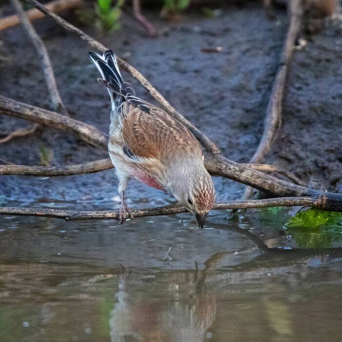 Коноплянка