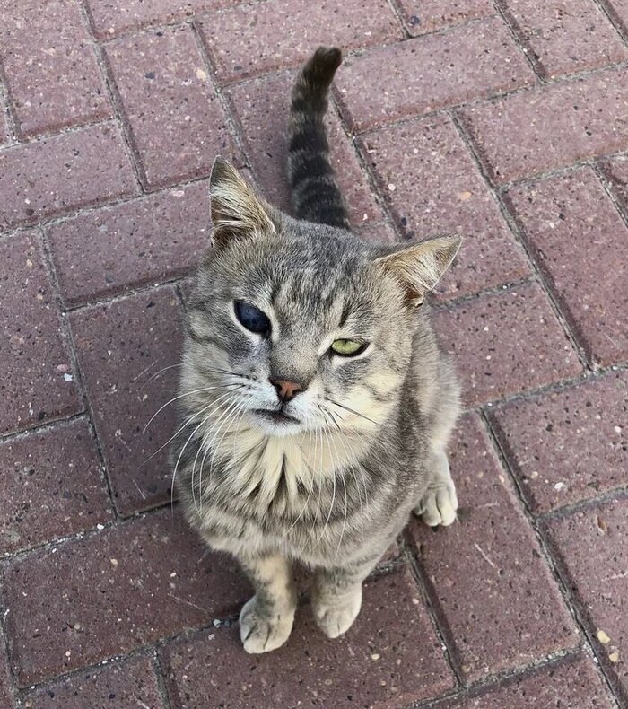 Усатый жилец женского монастыря с космическим глазом