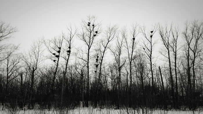 Чьи-то гнезда