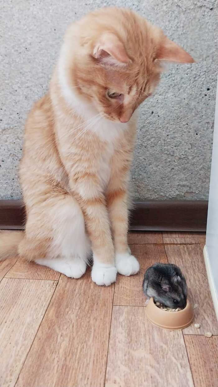  ,    ...