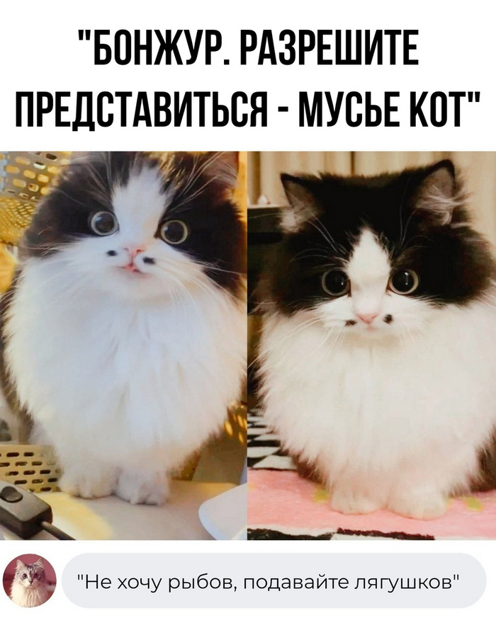 Бонжур | Пикабу