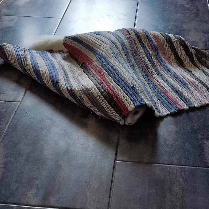 Кишка прячетса