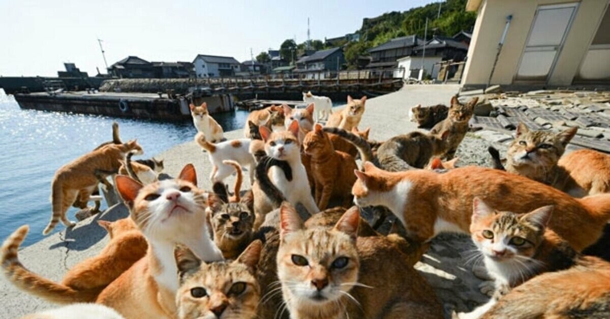 В окружении животных. Аосима кошачий остров. Тасиро остров кошек в Японии. Аошима остров кошек. Остров Фраджост кошачий остров.