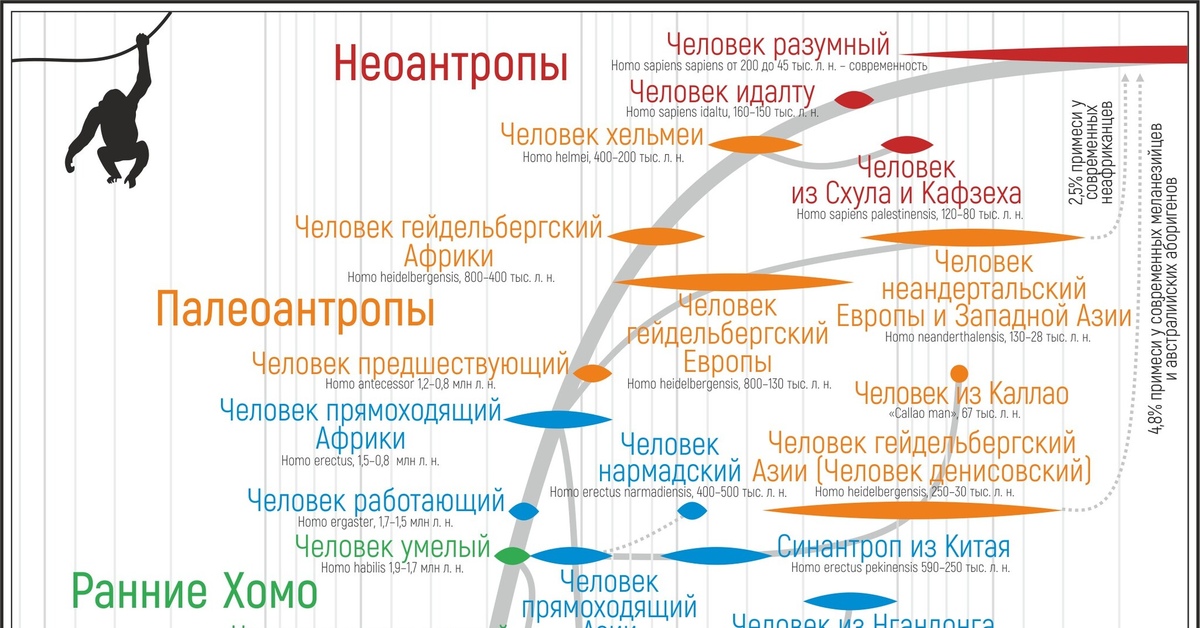 Древо эволюции человека схема