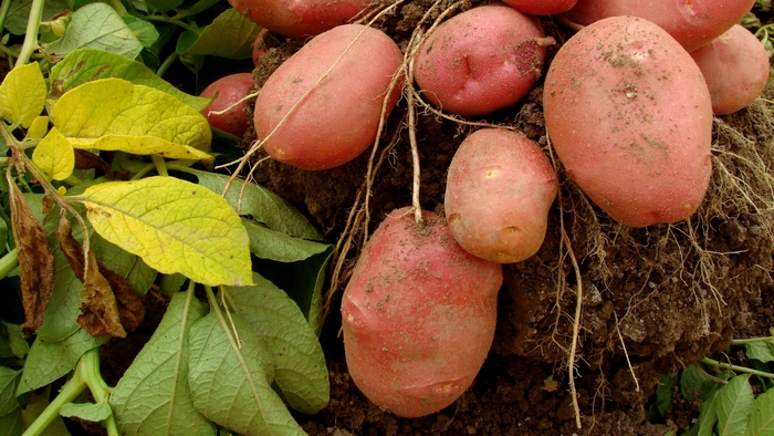 Что такое семенной картофель? Научный подход к повышению урожайности Биология, Наука, Огород, Дача, Картофель, Научпоп, Исследования, Сад, Длиннопост