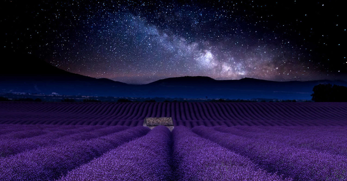 Цветная ночь. Поля лаванды. Фиолетовое поле. Поле с фиолетовыми цветами. Лавандовое поле ночью.