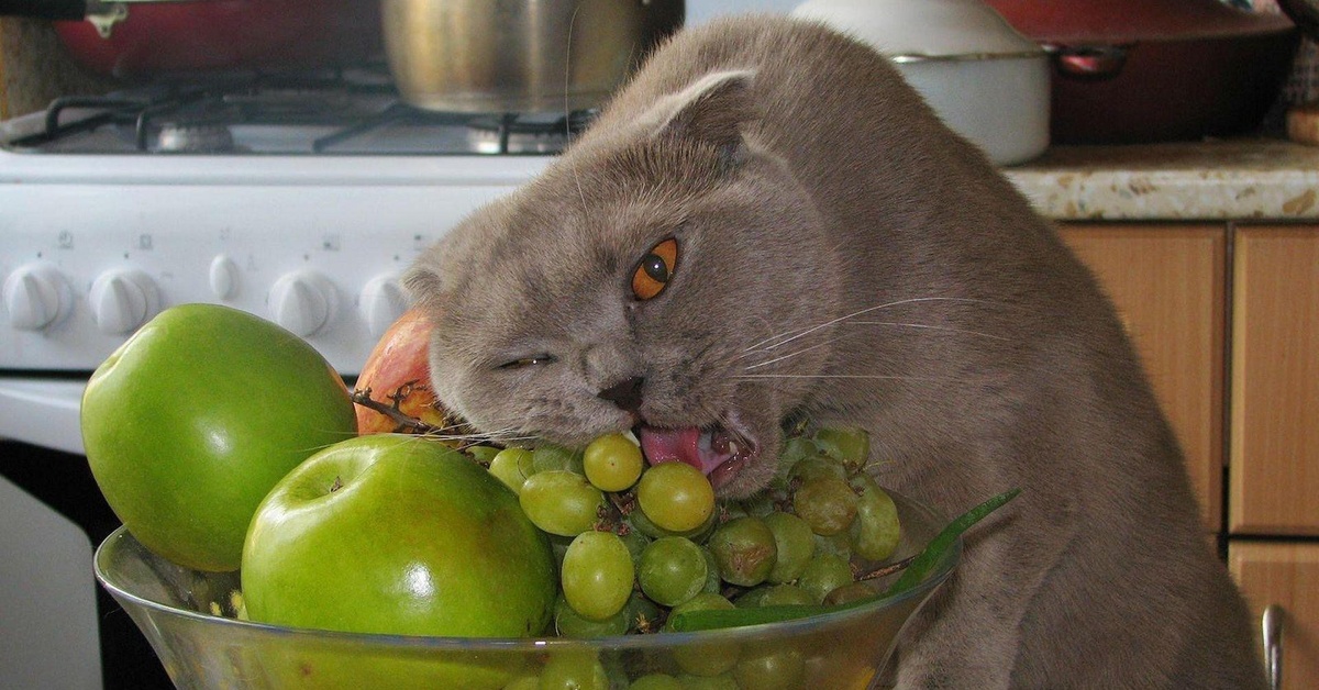 Кошка ест овощи и фрукты. Кошки с виноградом. Кошки с виноградом. Кошка с фруктами. Кошка с фруктами.