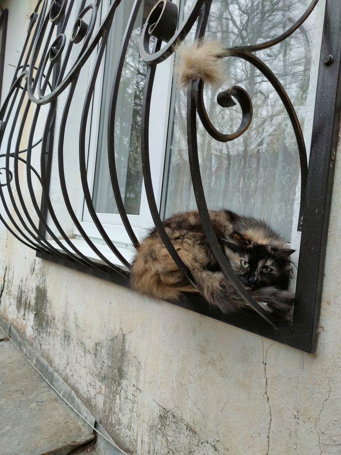 ������ ����