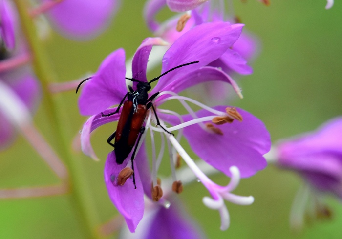 Сладкий перекус