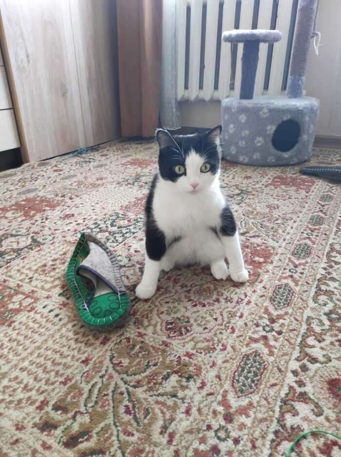 ��������)