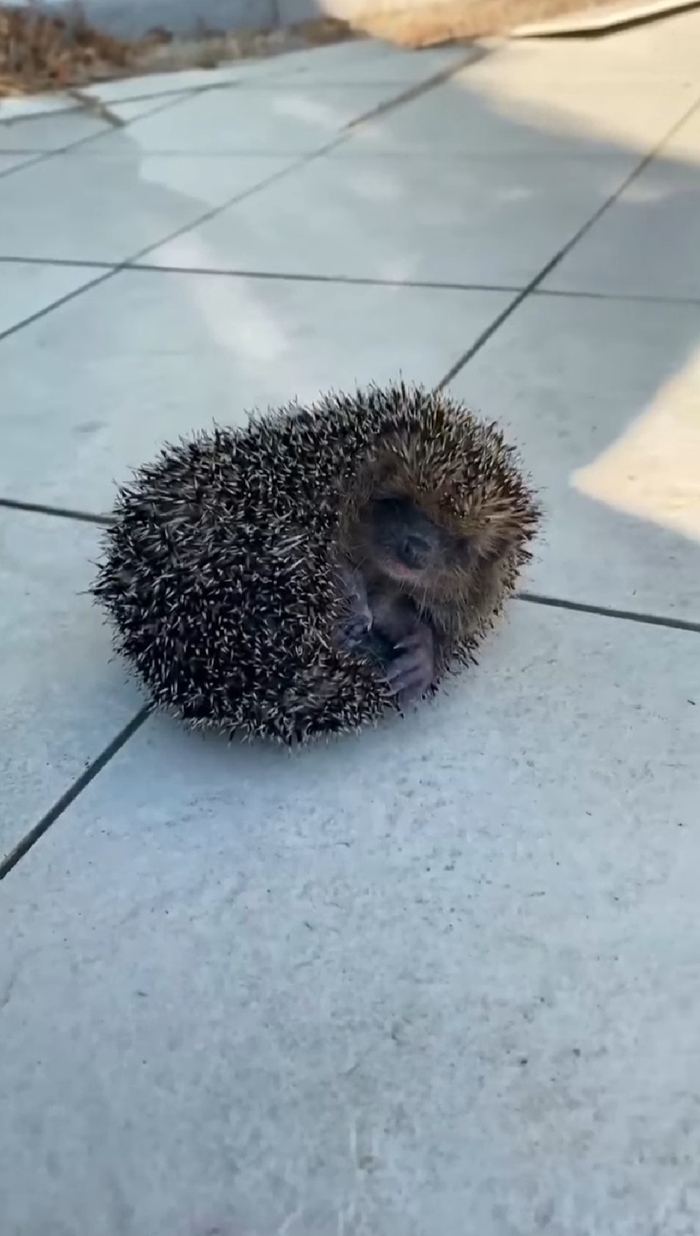 Вы кто такие? Я вас не звал...