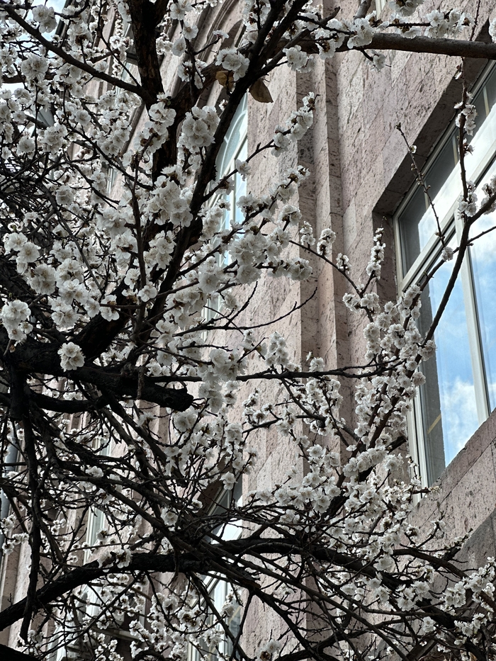 ���� �����