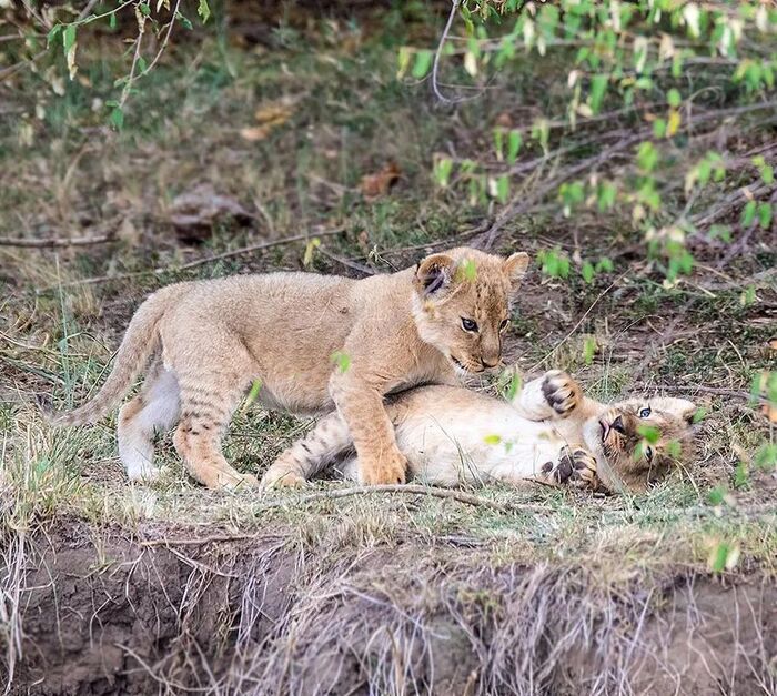 Вставай, лежебок, играть будем