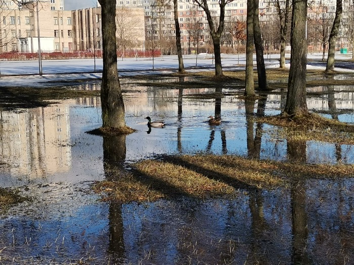 Полюстровский парк санкт петербург фото