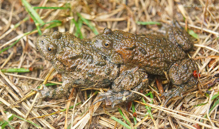    (World Frog Day) , , 