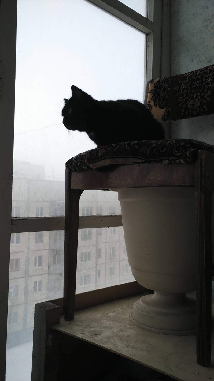 Кошка и балкон Мобильная фотография, Кот, Черный кот, Длиннопост