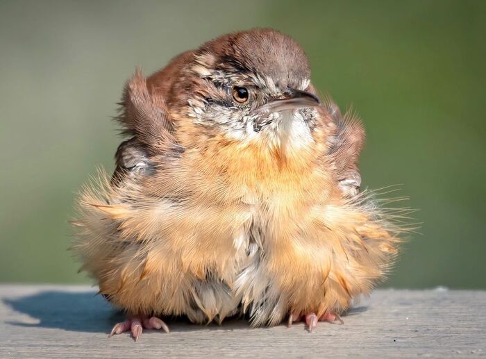 Самый симпатичный птенец