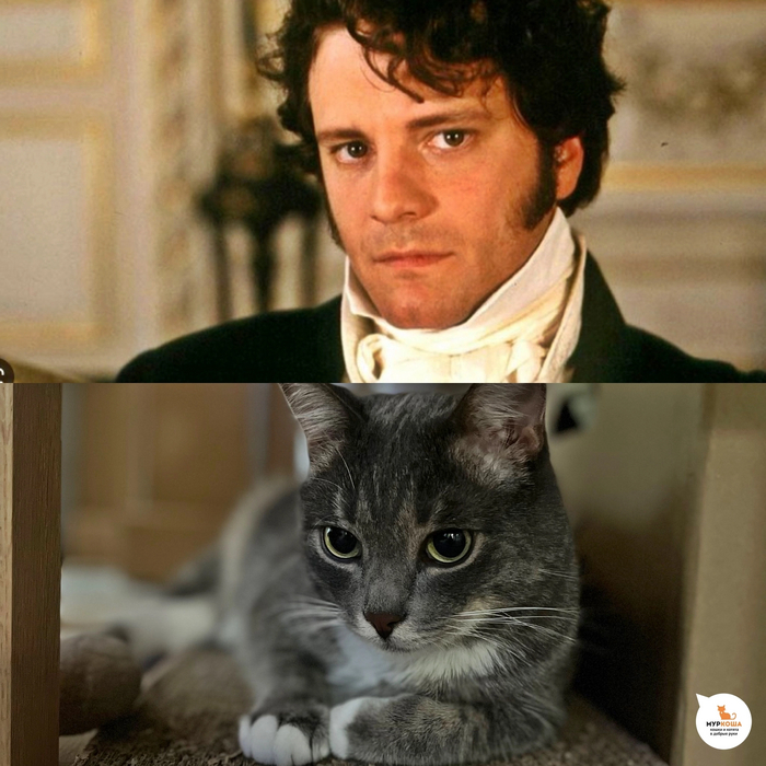 Выбираю Муркошу | Пикабу