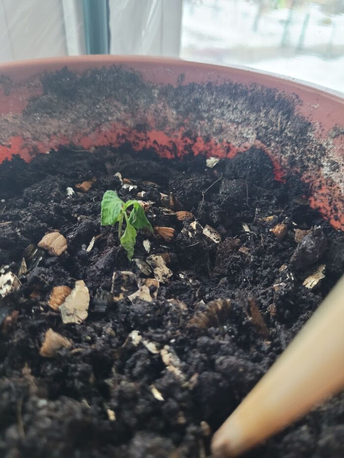 Неудачно пересадил