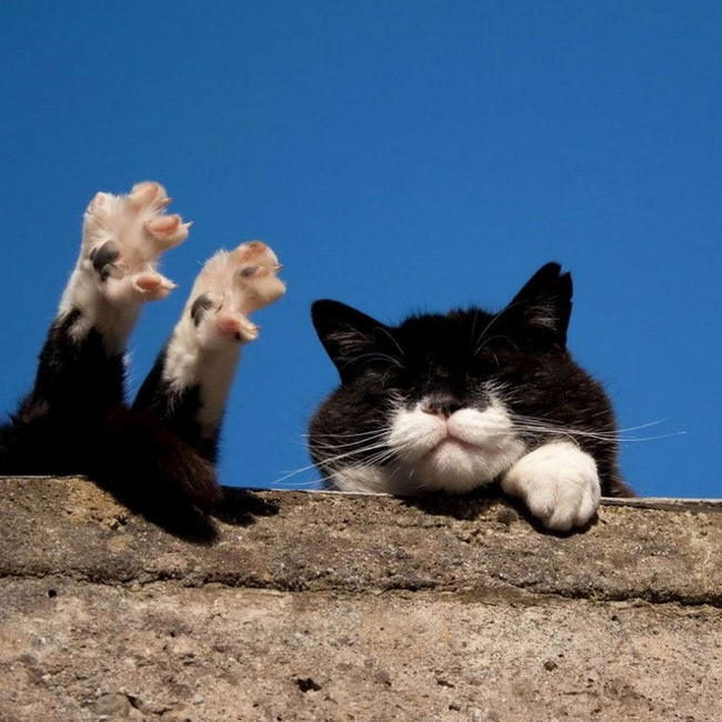 Двойная хоба