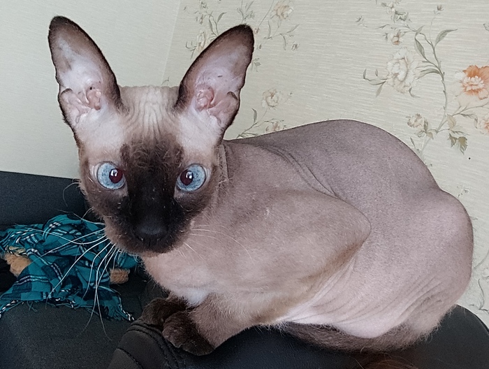 Летучий кошЬ