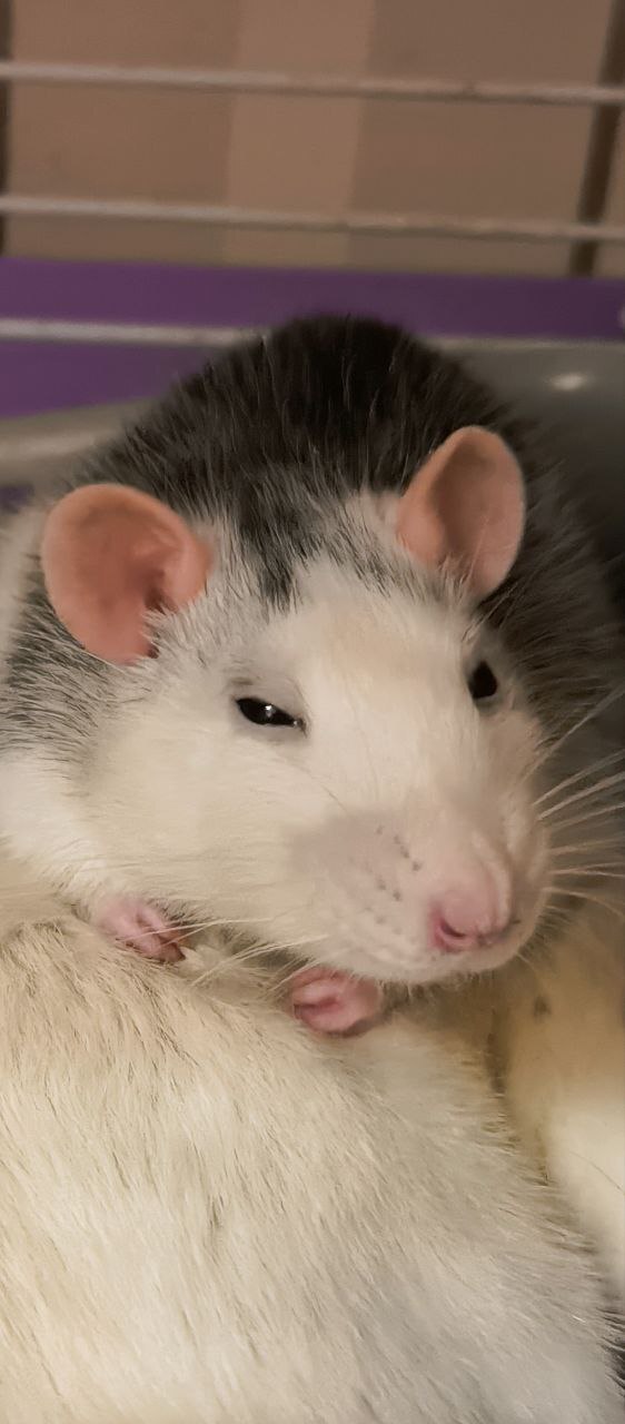 Лежит и крысит