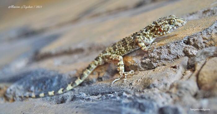   (Tenuidactylus caspius) , , , 