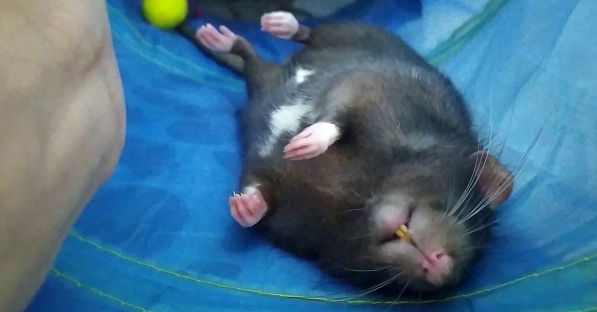 Почему крысы спят. Спящий крыс. Сонная крыса.