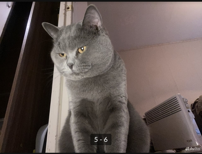 Котов продаёте? | Пикабу
