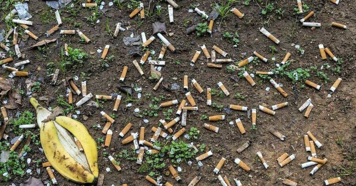 Окурки от сигарет. Окурки на улице. Окурок сигареты. Окурок сигареты. Окурки в парке.