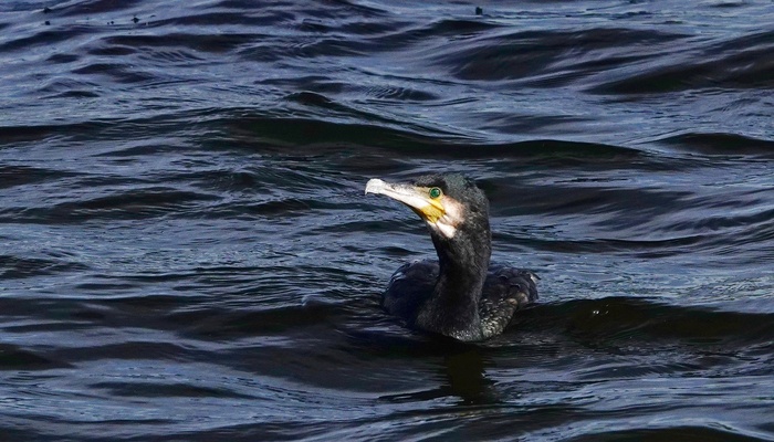 Баклан обыкновенный