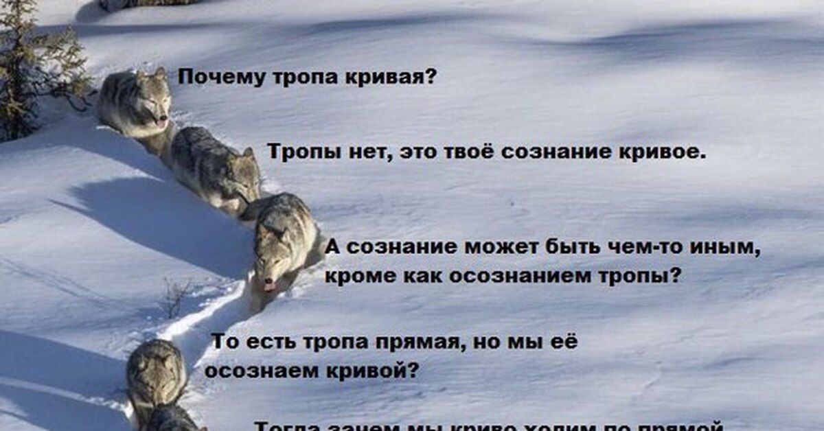 По сугробу волчиха взобралась. Волки идут по снегу. Волки идут в снегу. Волки по тропе. Стая Волков прикол.