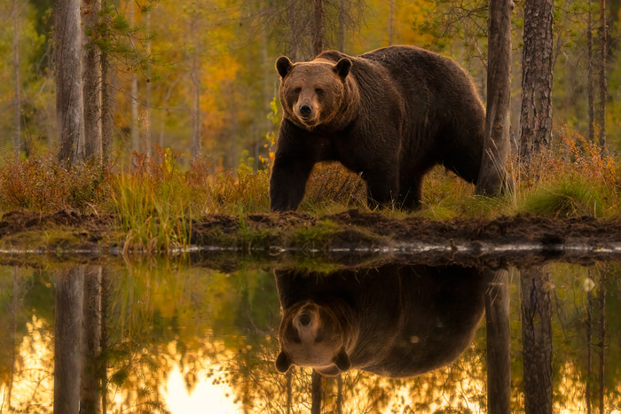 Brown bear (Ursus arctos) ,  , ,  , , , , , , 