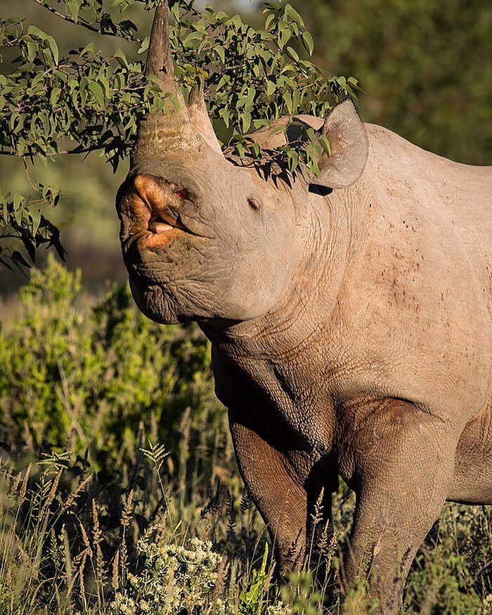 Чёрный носорог Черный носорог, Непарнокопытные, Вымирающий вид, Дикие животные, Дикая природа, Намибия, Южная Африка, Фотография