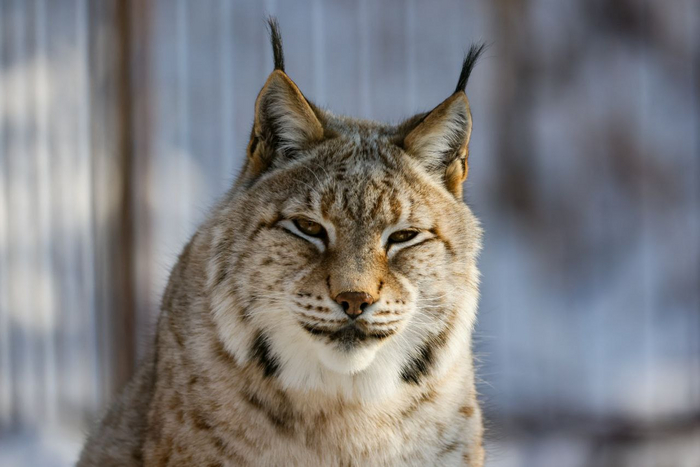 Ты кому сказал: "Брысь"?